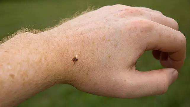 How To Avoid Ticks While Hiking? Ways To Protect Yourself