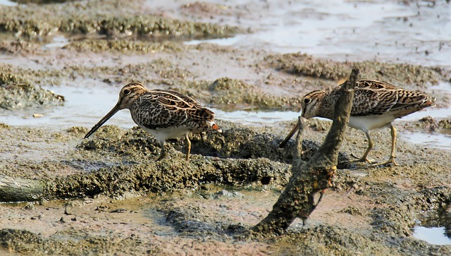 What Is Snipe Hunting? Interesting Things You Want To Know
