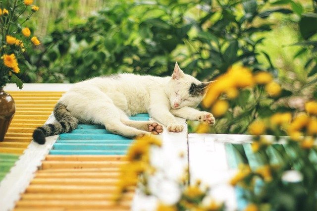 What Do Outdoor Cats Like To Sleep In At Night? Remember Essential Things