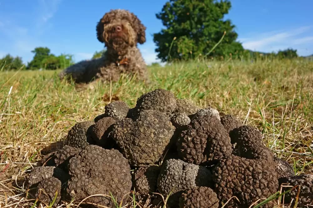 What Is A Truffle Hunting Everything You Want To Know