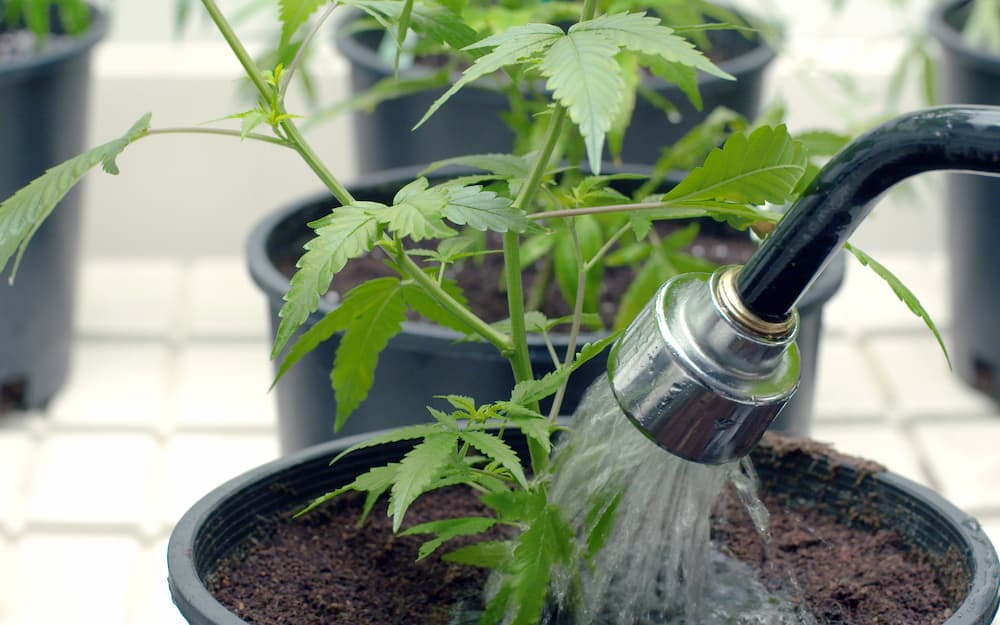 How Often Should You Water Outdoor Plants See Answer