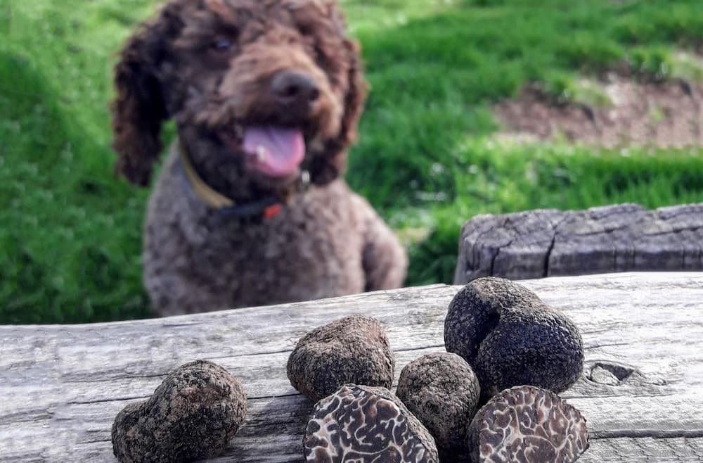 What Is A Truffle Hunting? Everything You Want To Know