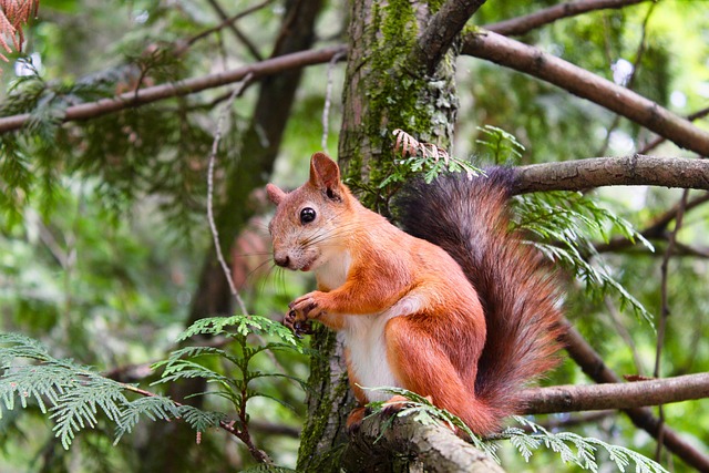 Can Squirrels Die from Falling? All Explained