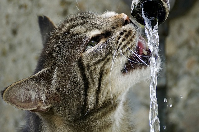 How Long Can Cats Survive Without Water? How Much Water Do Cats Need?