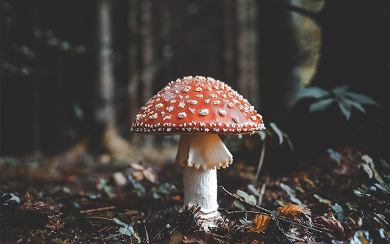 When is the Best Time to Mushroom Hunt The Hunting Guide