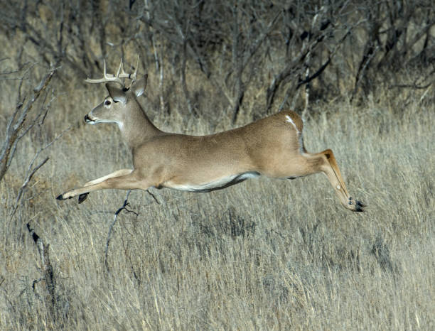 How Fast Can A Deer Run? Why Are Deer So Fast?