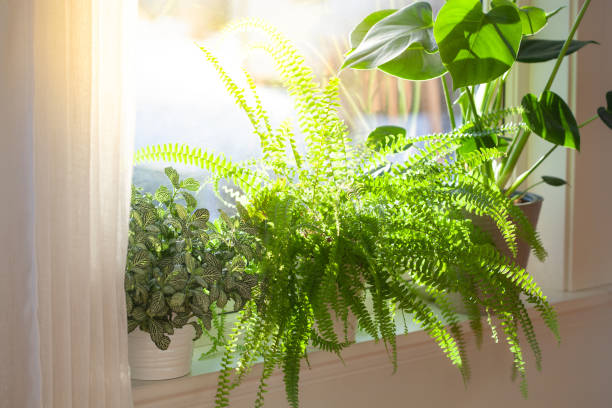 Can Plants Survive Without Sunlight: Everything You Need To Know